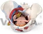 Female Pelvis with Ligaments, Vessels, Nerves, Pelvic Floor and Organs, 6 part